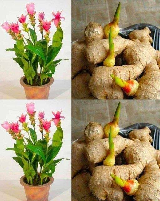 Secrets to Planting Ginger in a Pot or Your Garden for Endless Supplies at Home