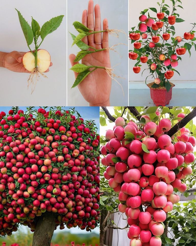 Here’s how to grow an apple tree from seeds that you can enjoy all year round