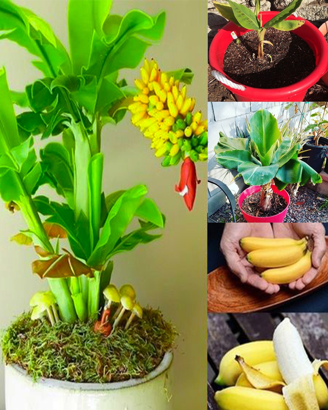 Dwarf Cavendish Banana Trees: Your Comprehensive Growing Guide