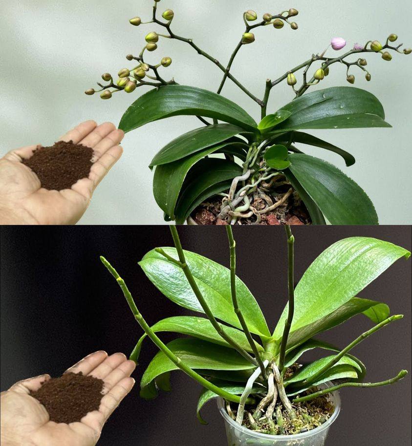Give your orchid some and it will produce a flood of blooms within a few hours.
