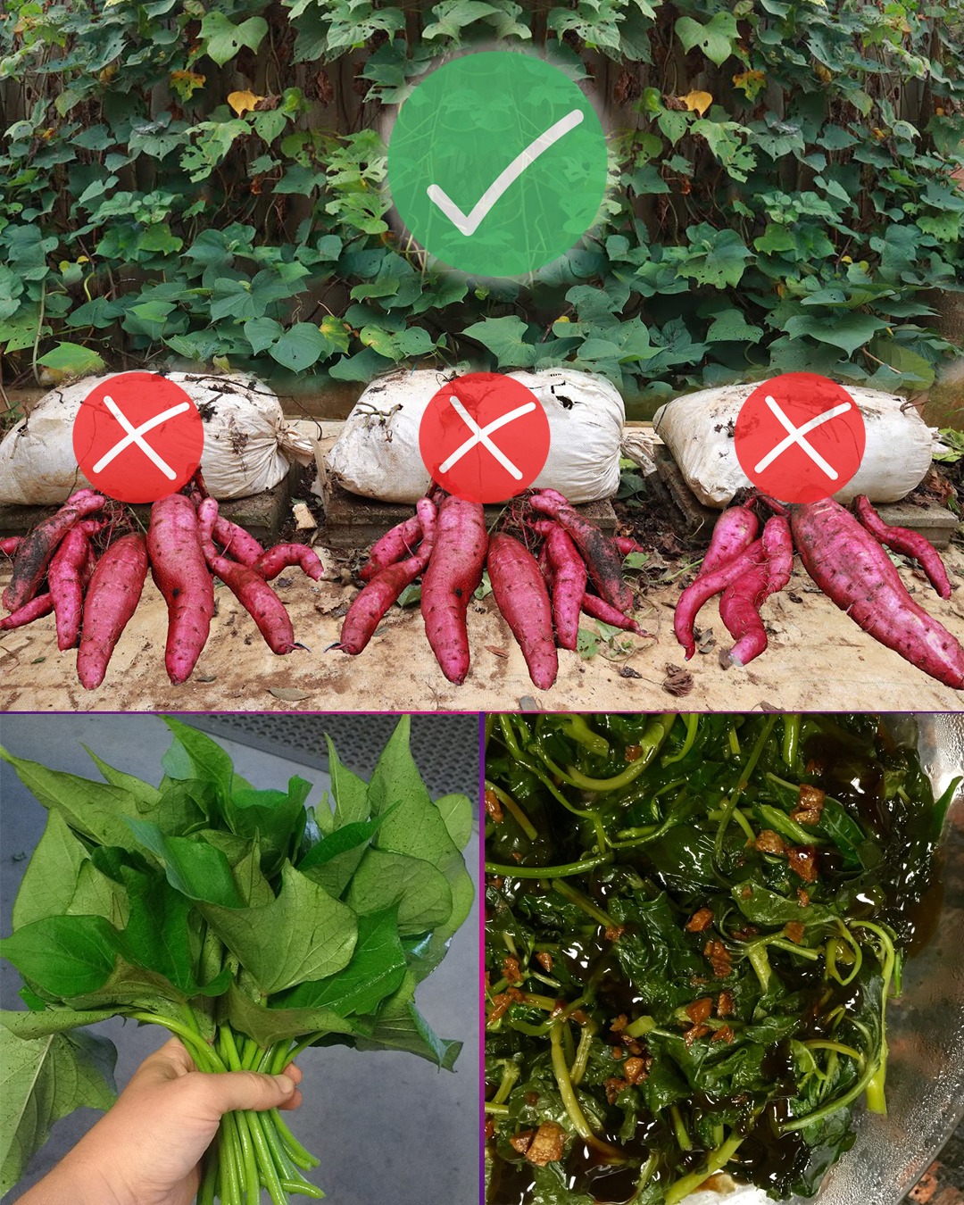 Why You Should Never Throw Away Sweet Potato Greens: 8 Remarkable Health Benefits of Sweet Potato Leaves