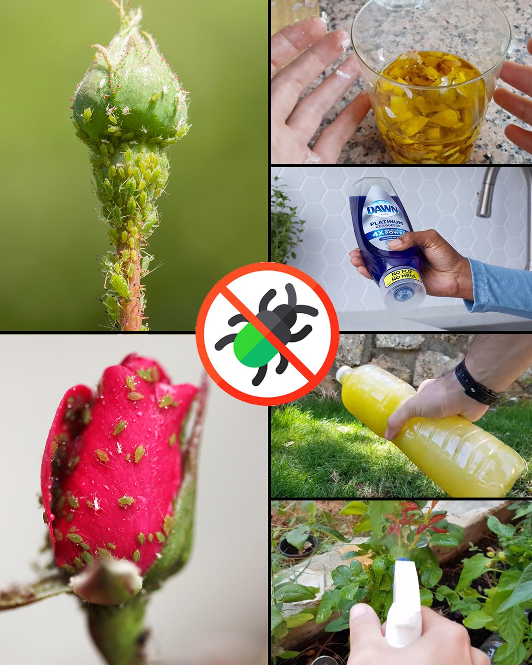 Crafting Your Own Homemade Eco-Friendly Insecticide with Garlic, Vinegar, Oily Maceration, and Liquid Dish Soap