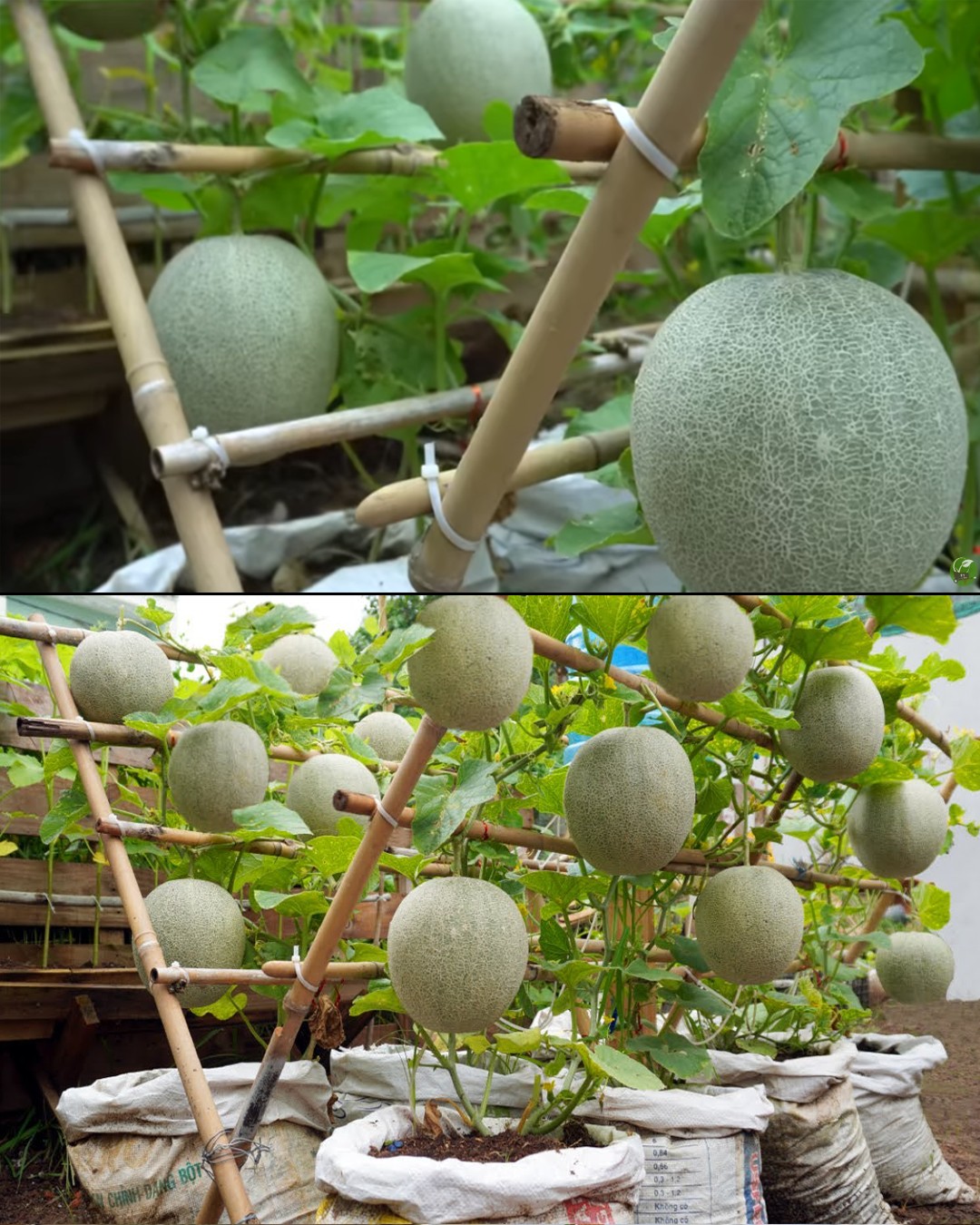 How to Grow Cantaloupe Melon in Soil Bags