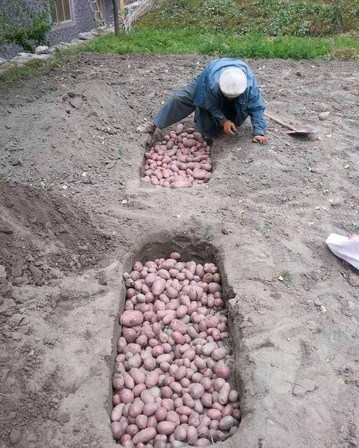 Did you know that this ancient technique keeps potatoes fresh all winter long?