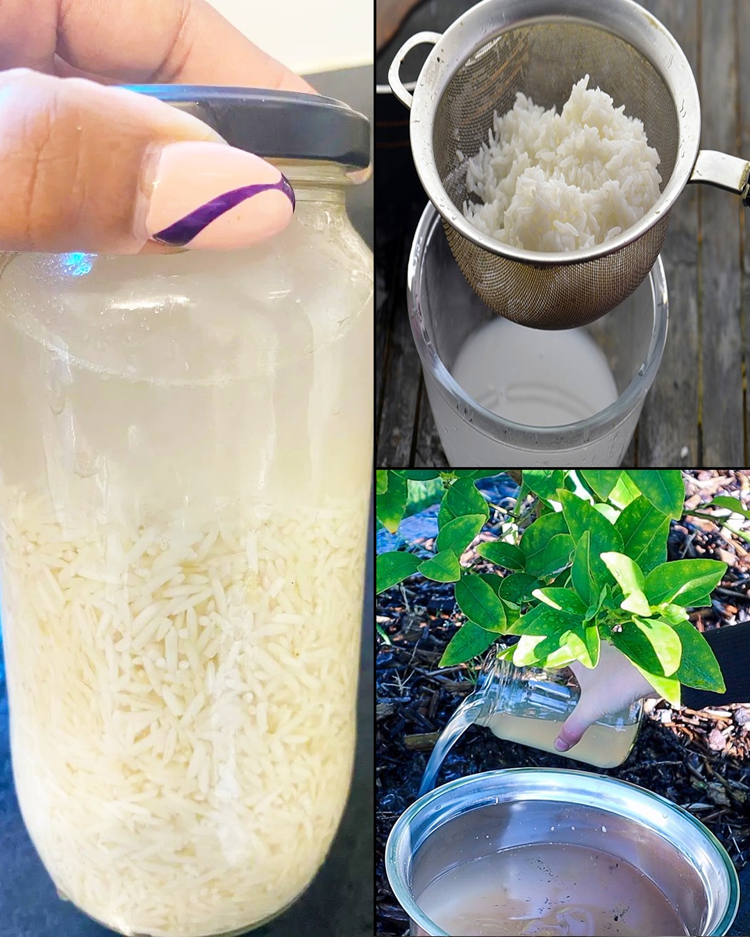 Rice Water: A Free Homemade Fertilizer for Your Garden