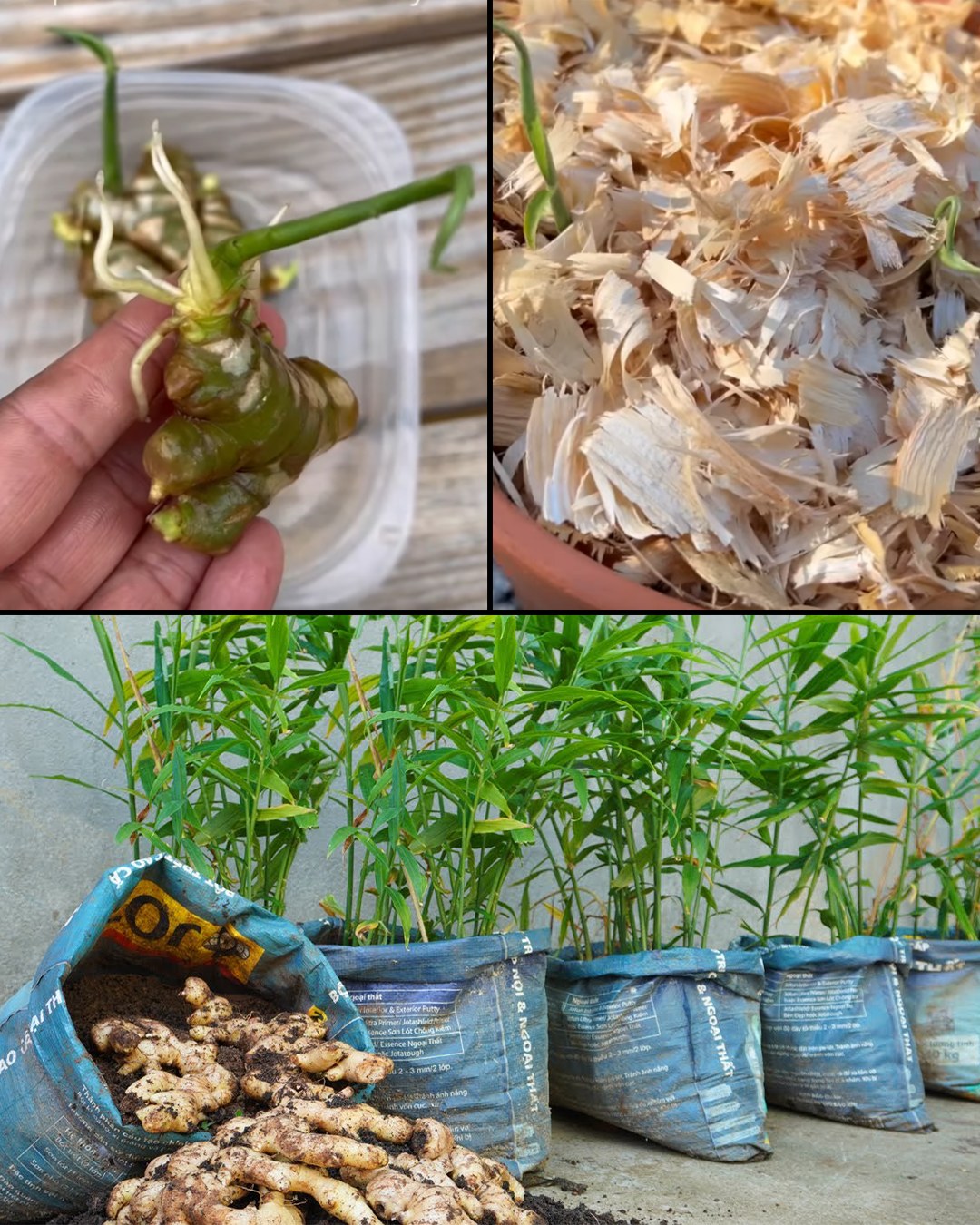 Container Gardening: How to Grow Ginger at Home Easily