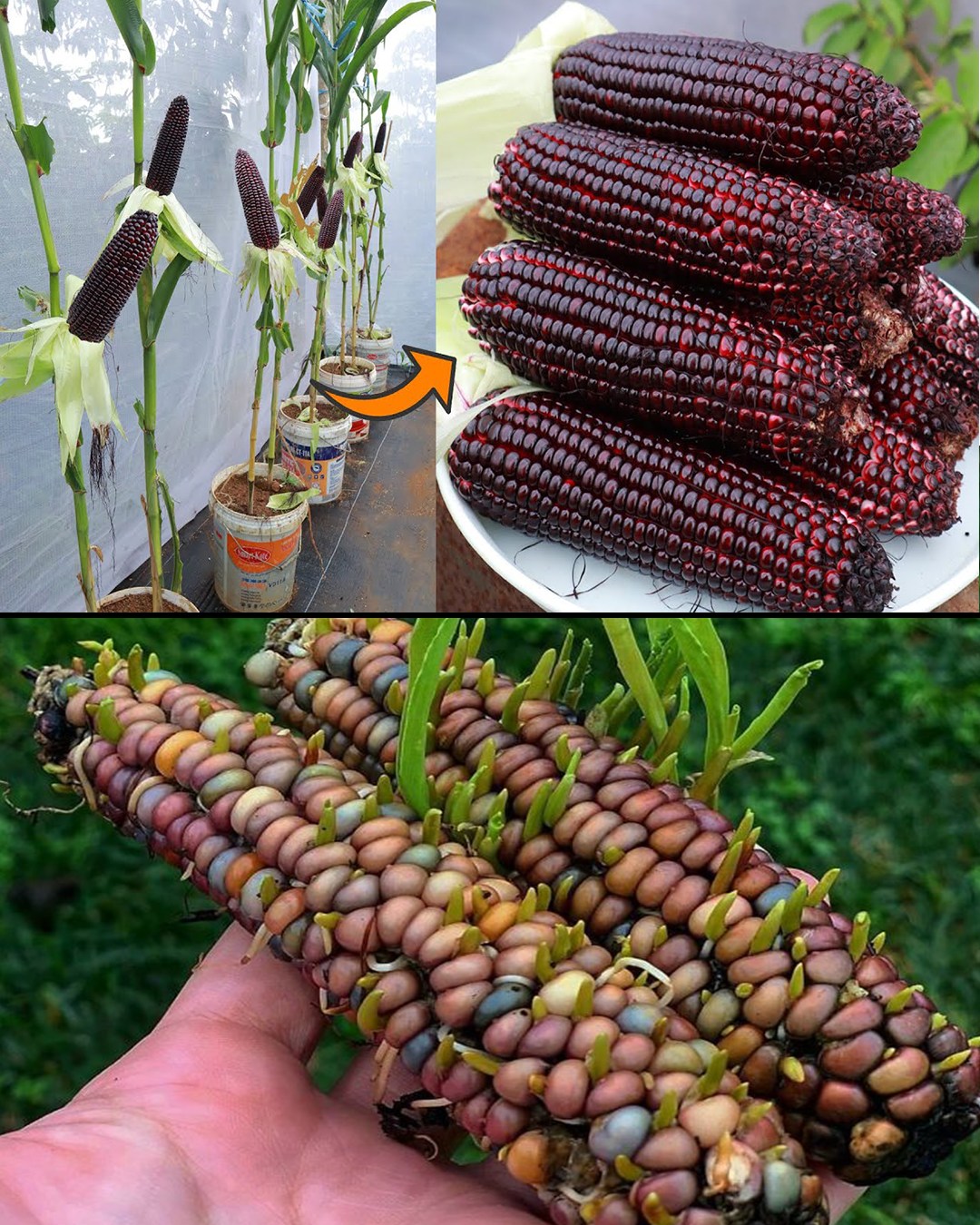 How to Grow Purple Corn in Recycled Buckets