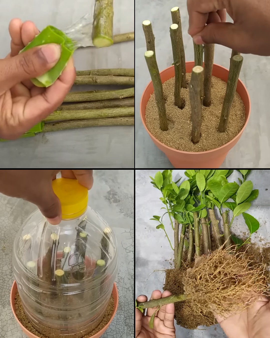 How to Propagate a Lemon Tree from Cuttings with Aloe Vera