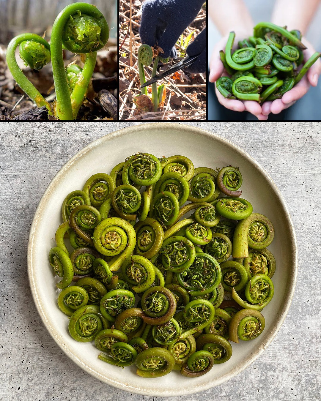 Fiddleheads: Nature’s Delightful Spirals of Health and Taste