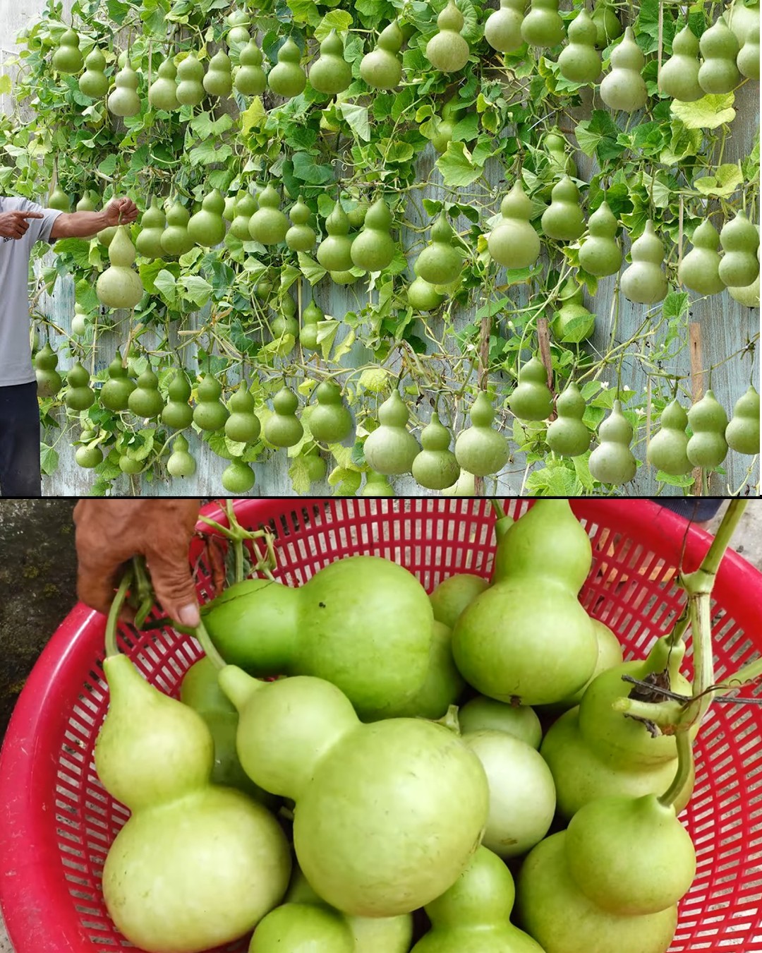 Tips for Cultivating Exceptionally Flavorful Gourds