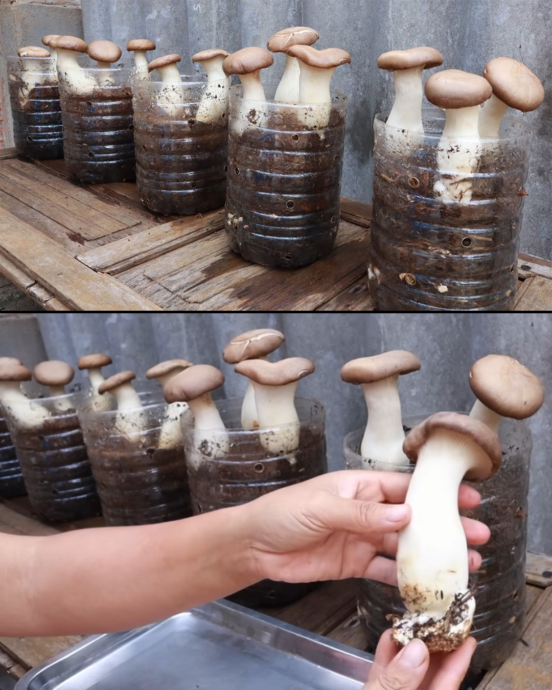 Growing Mushrooms at Home Made Easy in Recycled Plastic Bottles
