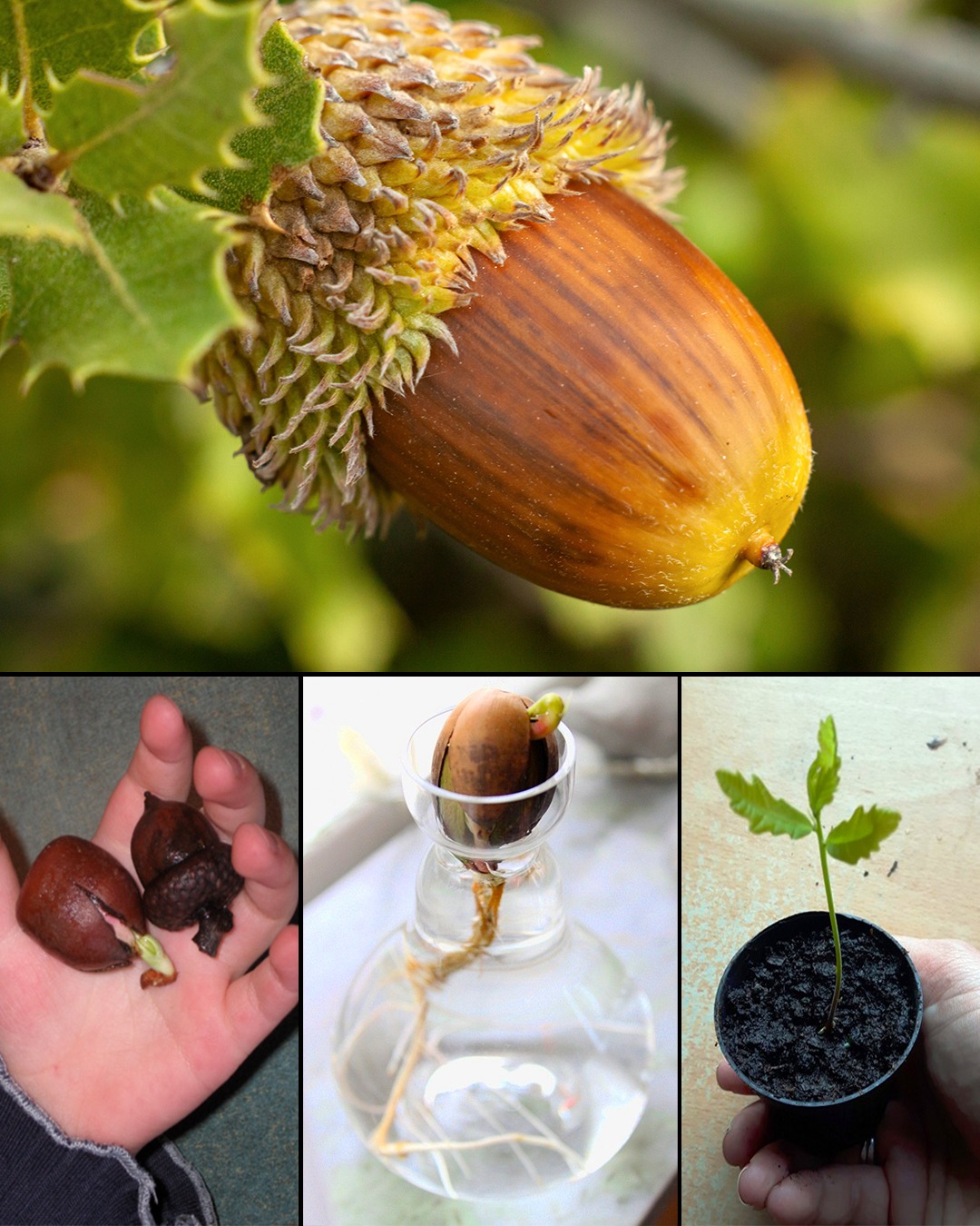 Why You Should Grow an Oak Tree from Seed