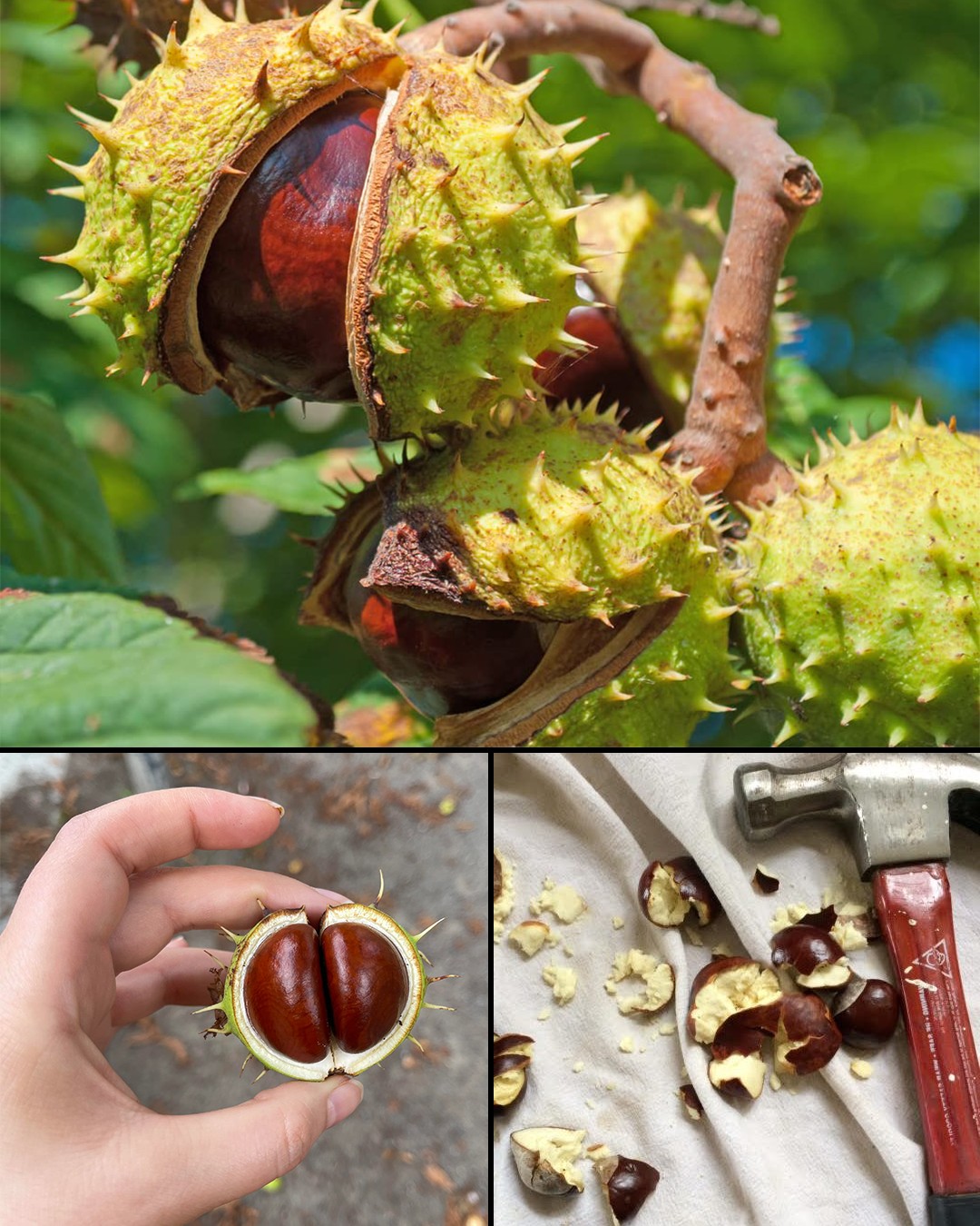 Harnessing the Healing Powers of Horse Chestnut: A Detailed Guide to Medicinal Applications and Soap Making