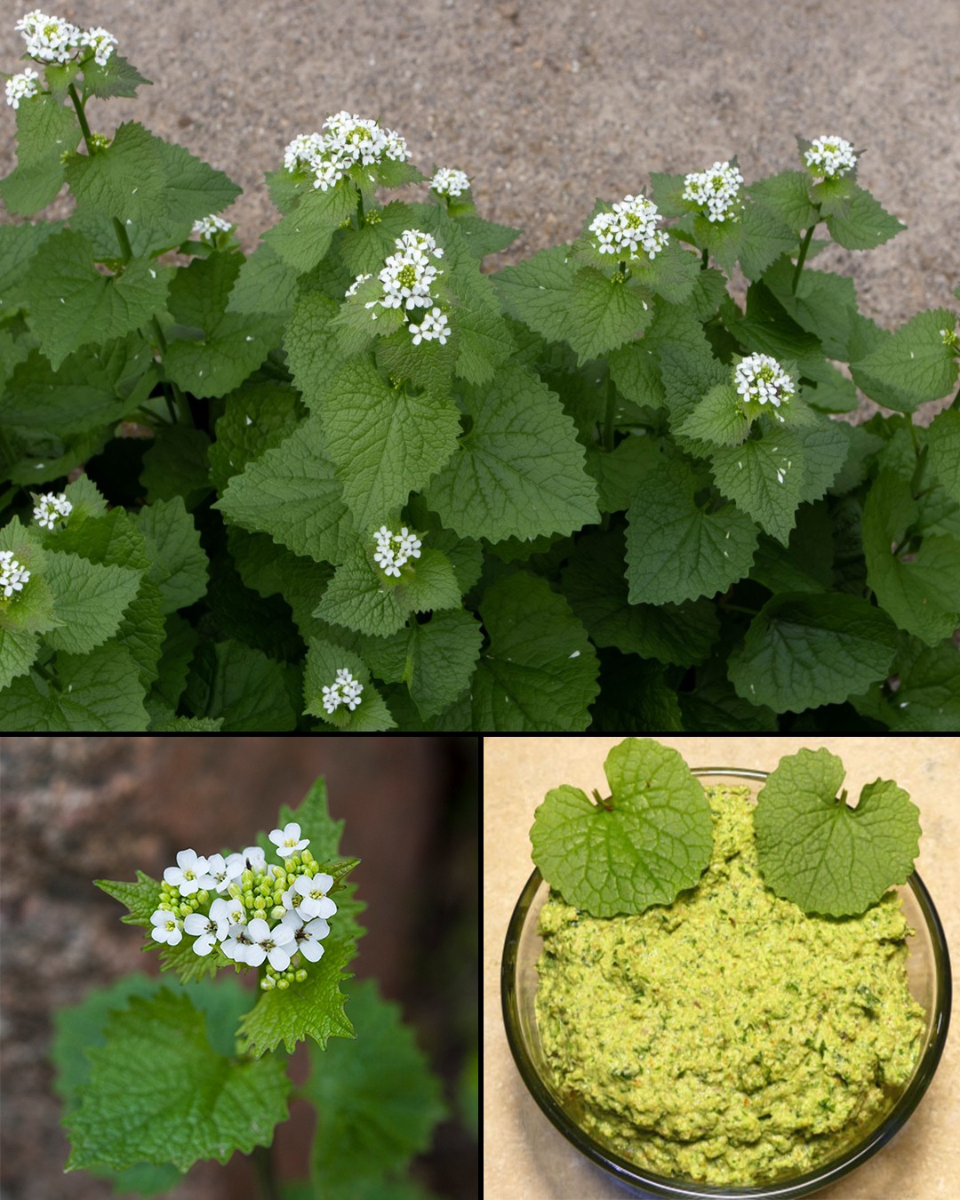 Garlic Mustard (Alliaria petiolata): A Closer Look at an Invasive Plant Species