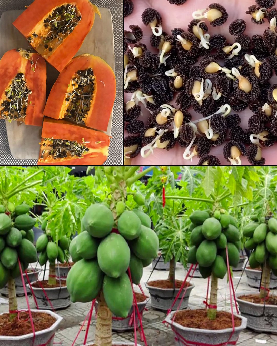 Grow Papaya at Home in Pots: Tips for an Abundant Harvest