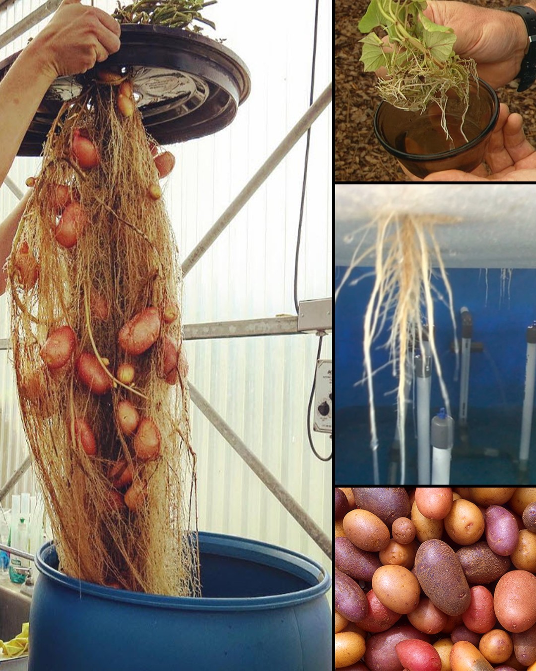 How to Grow Potatoes at Home Without Soil