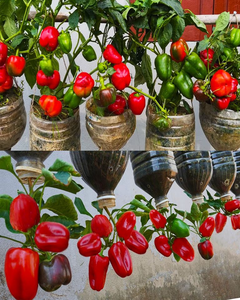 Grow Beautiful Strawberries at Home with the Ultimate Potting Mix and Self-Watering System