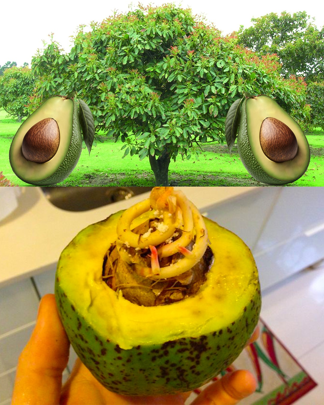 How to Successfully Grow an Avocado Tree from an Avocado