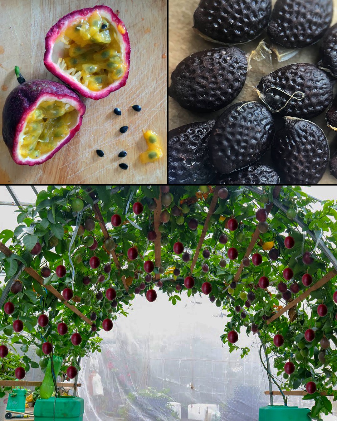 Cultivating Olive Trees from Seeds: A Complete Guide for Pot Growth
