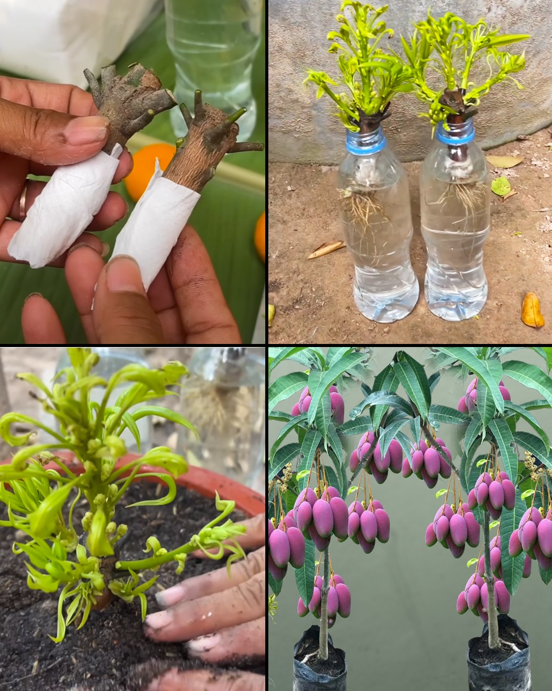 How to Grow Mango Trees from Cuttings in Water