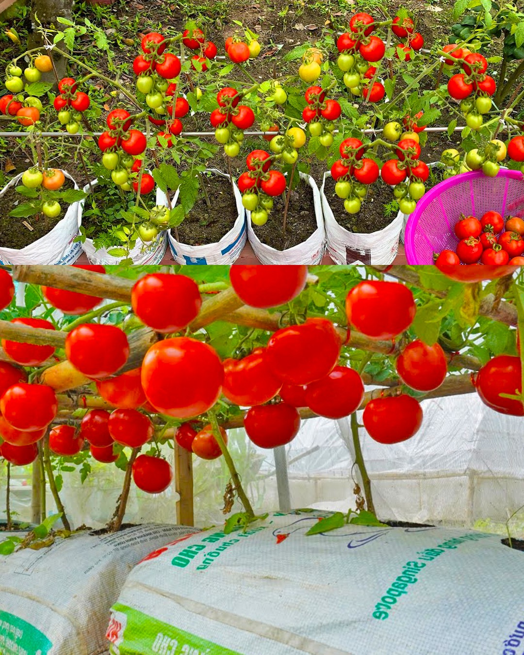 A Step-by-Step Guide to Growing Tomatoes in Bags