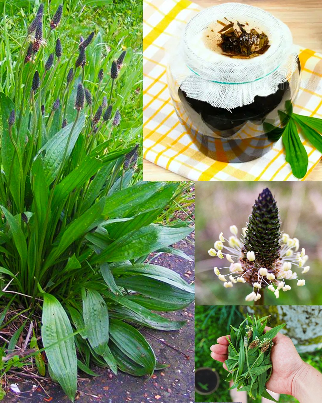 Ribwort Plantain: Unveiling Nature’s Powerhouse of Healing