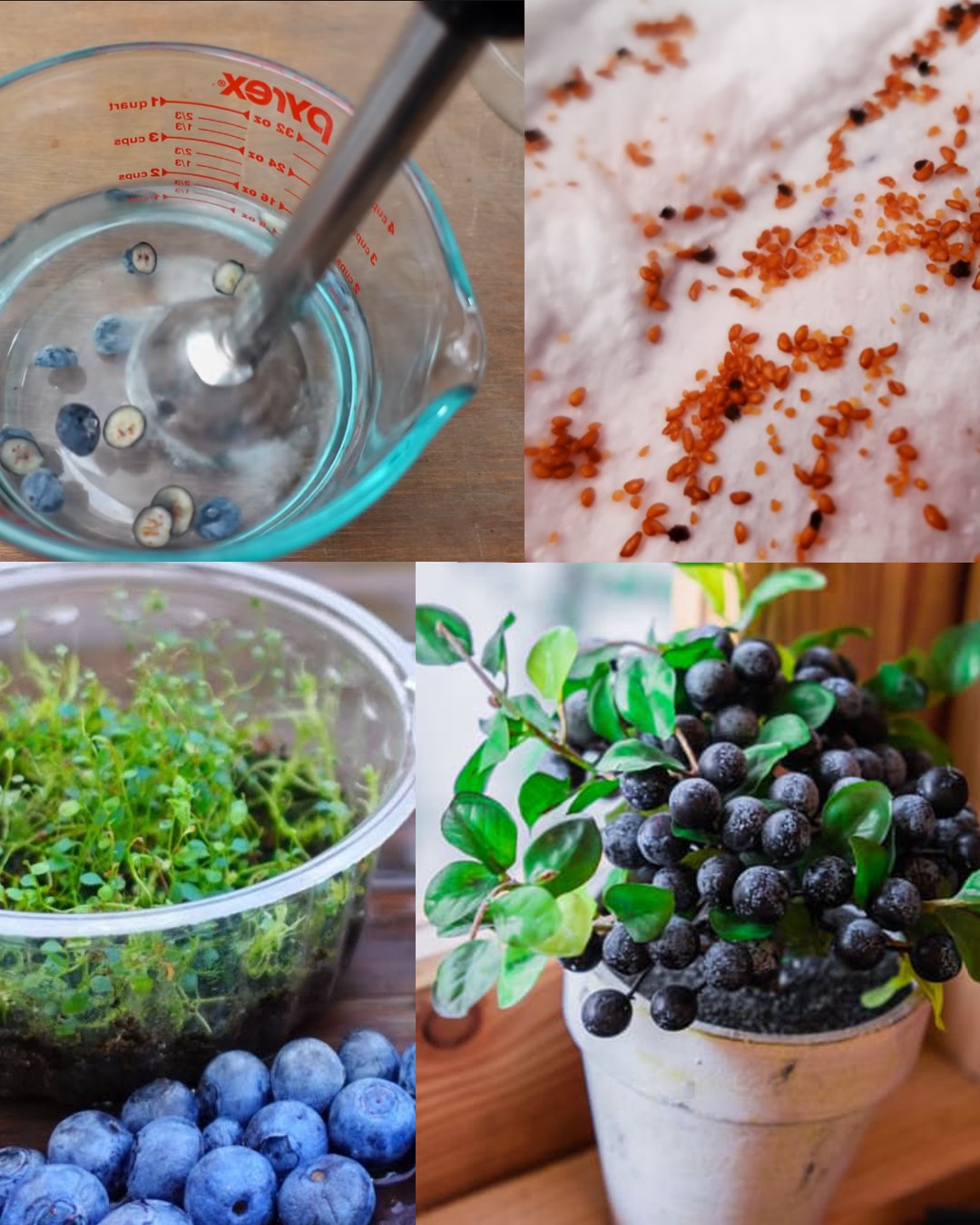 How to Grow Avocado Trees from Leaves: A Detailed Beginner’s Guide