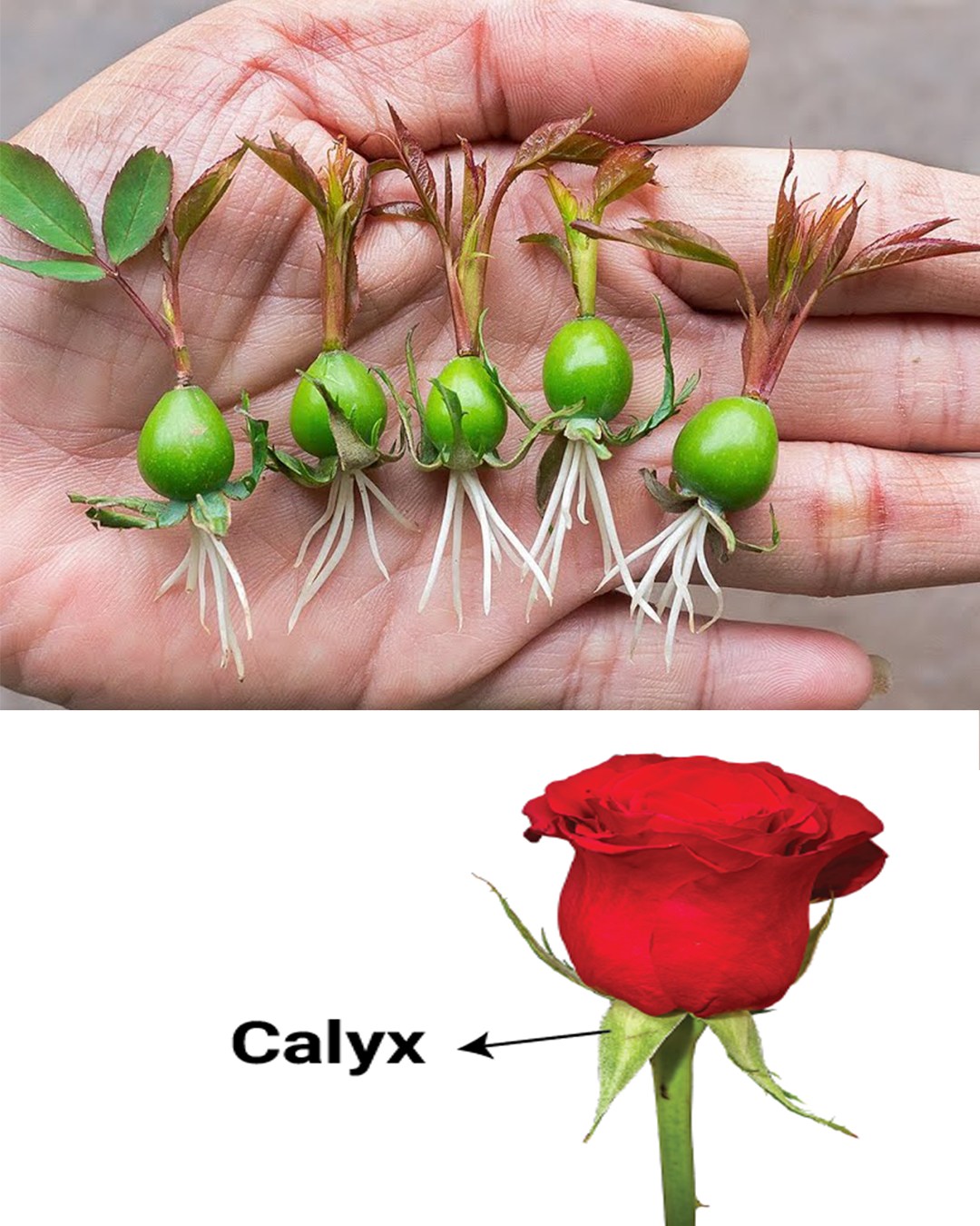 How to Grow Roses from Rose Calyx