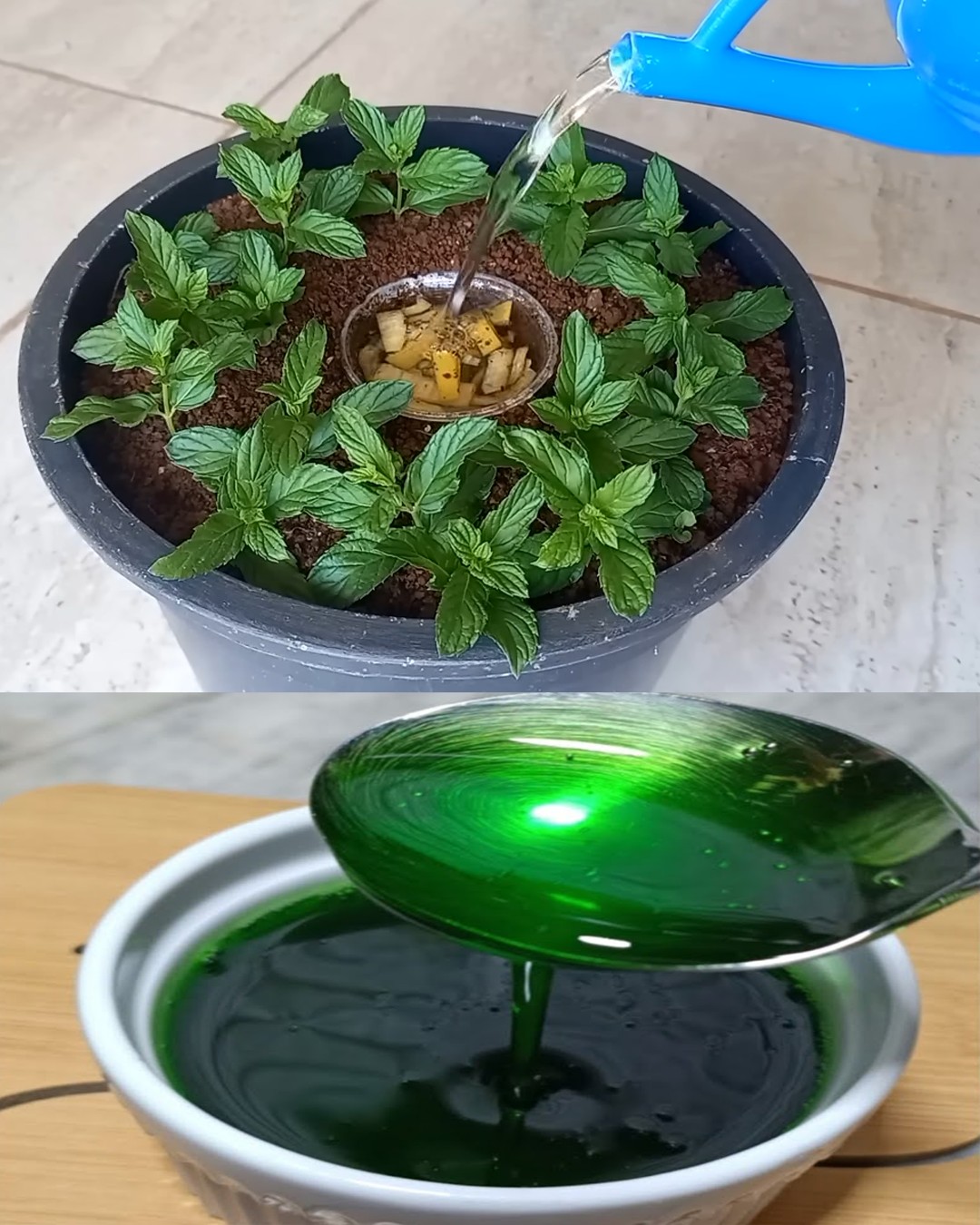 8 Incredible Reasons to Grow Mint at Home