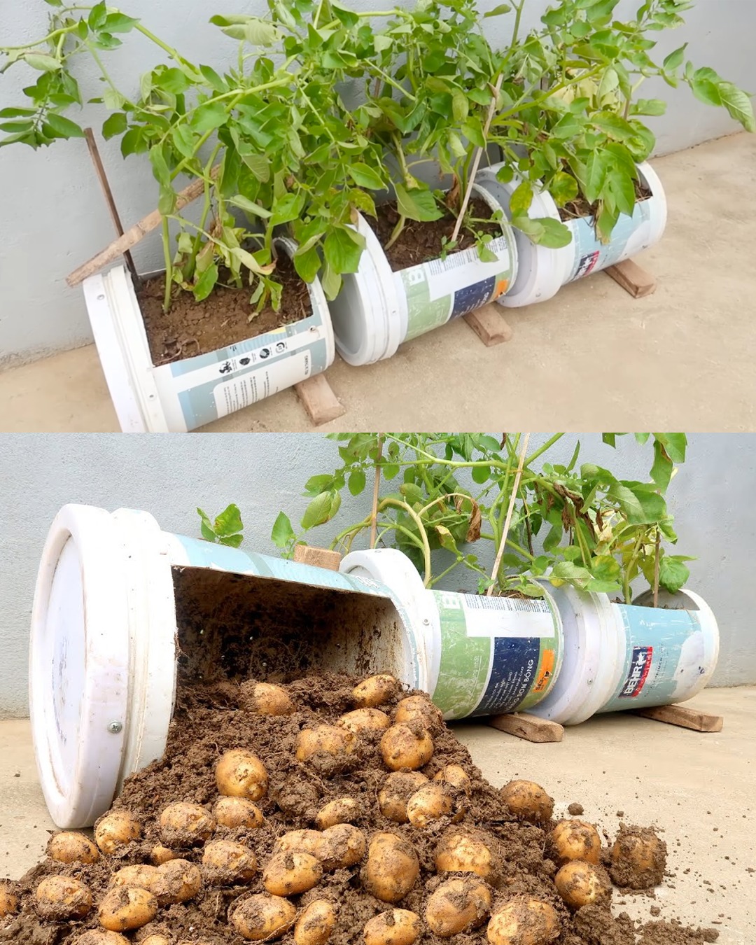 Homemade Fertilizers for Thriving Container Potato Growth