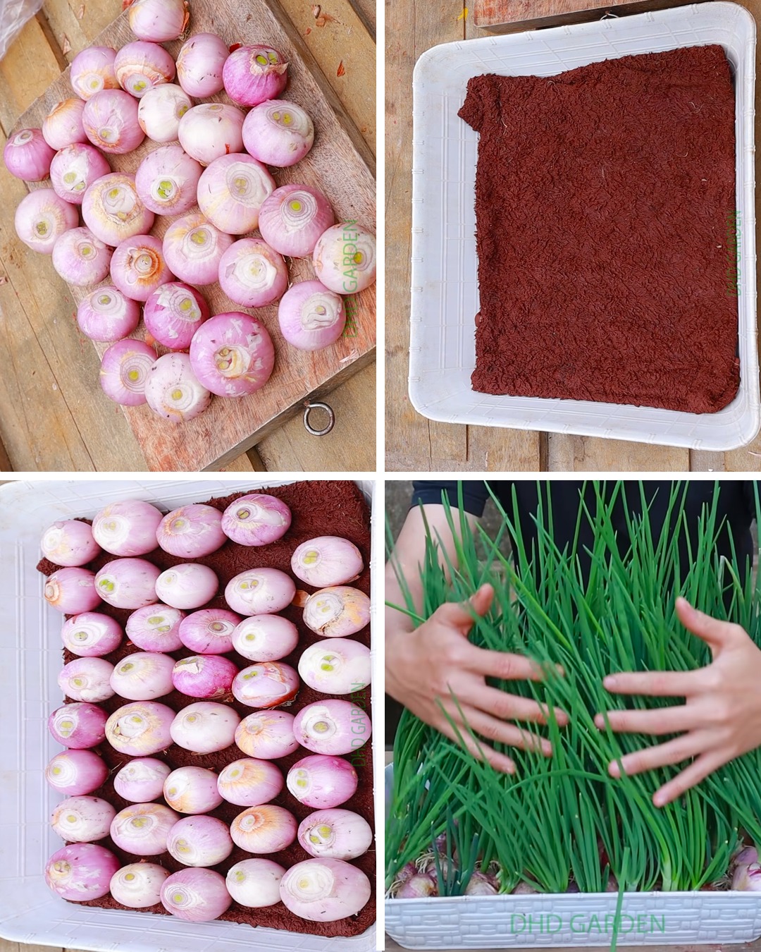 Growing Green Onions on a Towel: A Remarkable Regrowth Method