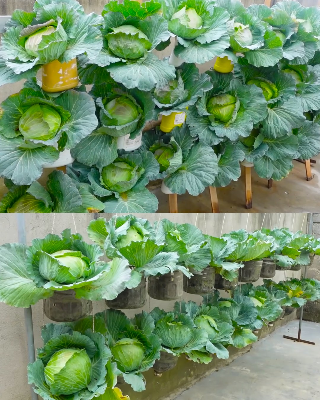 Growing Cabbage at Home in Containers: A Guide to Bountiful Harvests