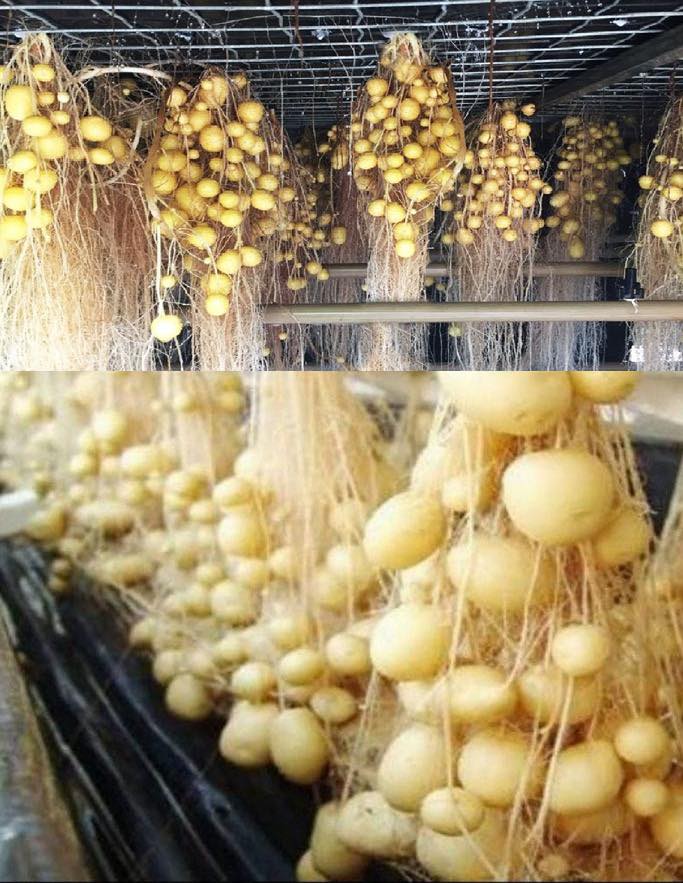 Innovations in Agriculture: Soilless Potato Production (often result in higher potato yields)