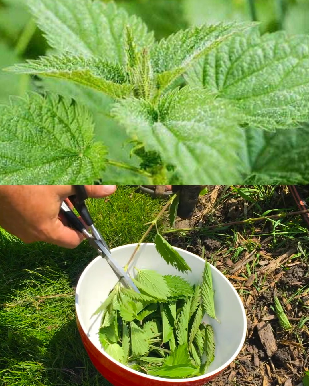 Harnessing the Power of Nettle Fertilizer Pesticide for Sustainable Agriculture