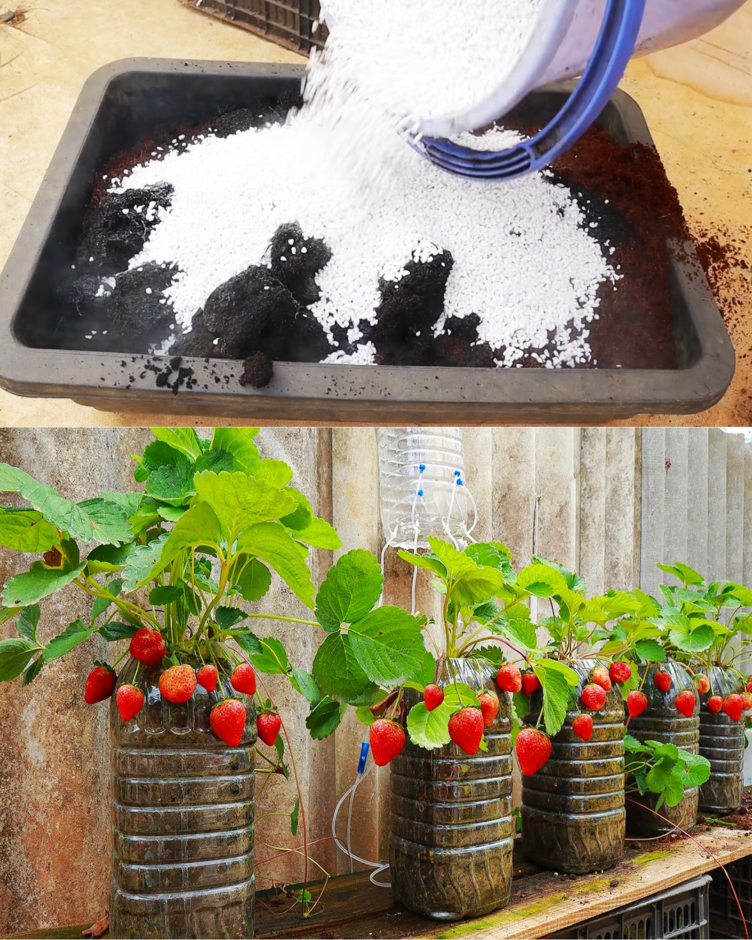 Grow Beautiful Strawberries at Home with the Ultimate Potting Mix and Self-Watering System