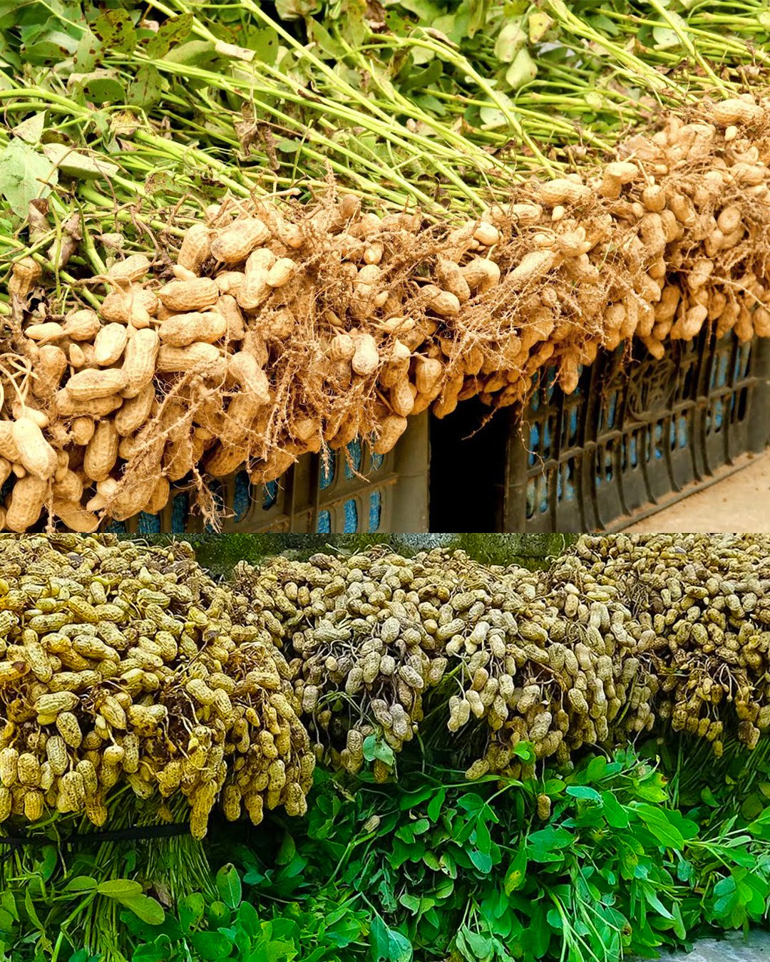 Growing Peanuts at Home in Recycled Plastic Containers: A Beginner’s Guide