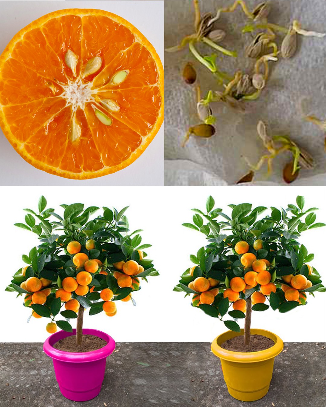Growing Orange Trees in Pots from Seeds of Store-Bought Oranges
