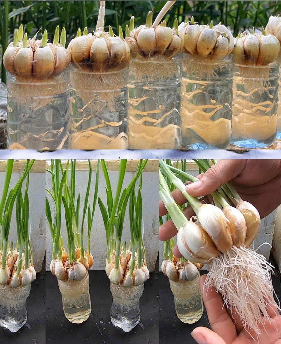 Growing Garlic in Water: A Step-by-Step Guide Using 0.5 Plastic Bottles