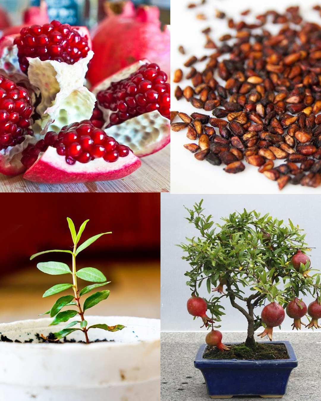 From Seed to Splendor: The Art of Growing Pomegranates in Pots 