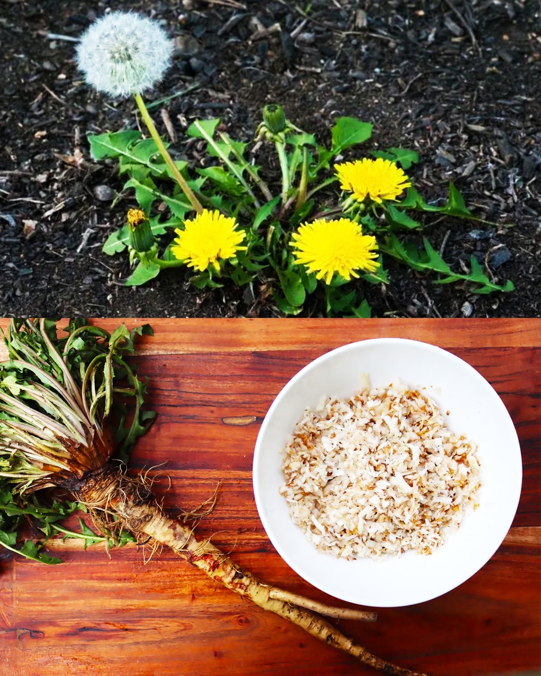 Why Dandelion Roots are the Most Important Part of the Plant