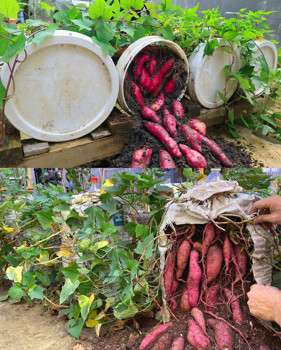 Homemade Fertilizers for Thriving Container Sweet Potato Growth