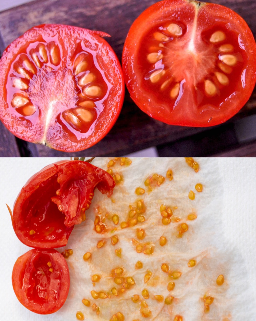 A Comprehensive Guide to Growing Tomatoes from Seeds