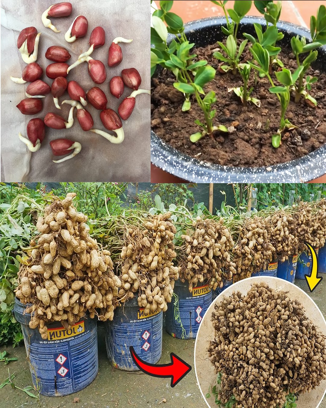 Growing Peanuts at Home in Recycled Plastic Containers: A Beginner’s Guide