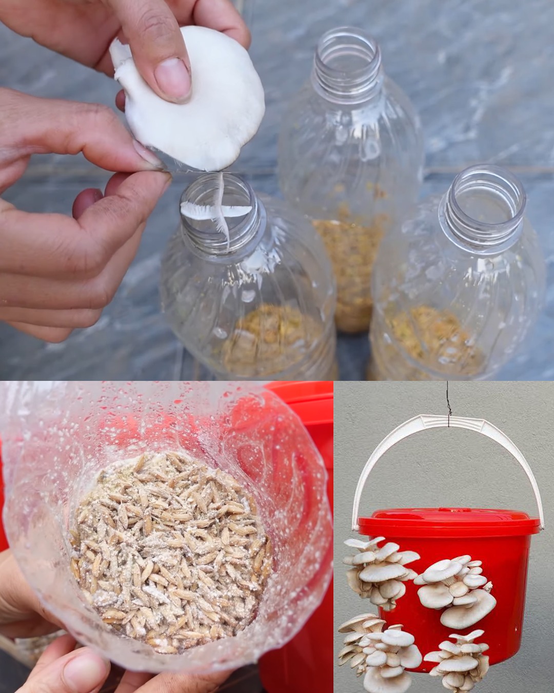 DIY Mushroom Seed from 1 Store-Bought Mushroom