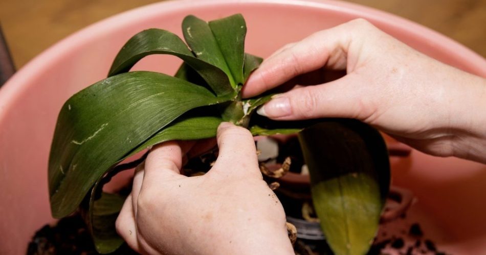 Withered orchid! The simple trick florists use to cure it. Incredible!