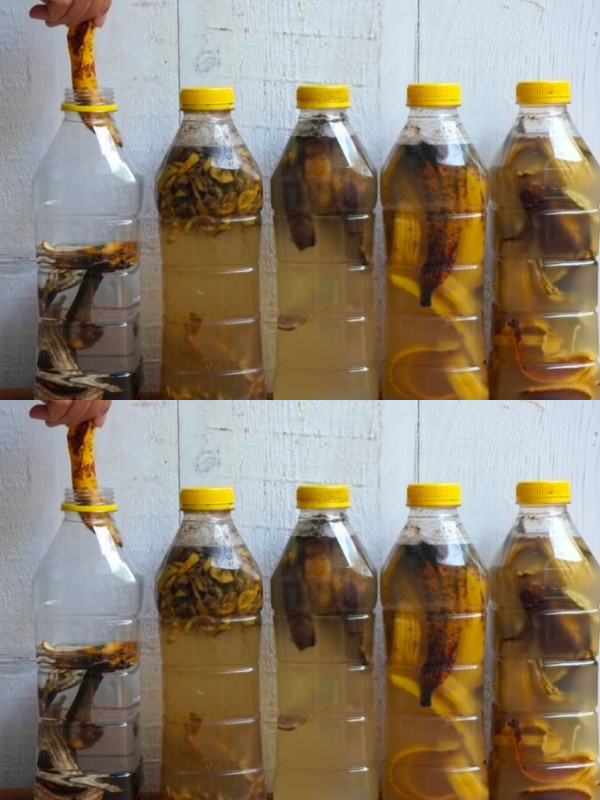 Soak banana peels in 1 bottle of water – which happens a few moments later