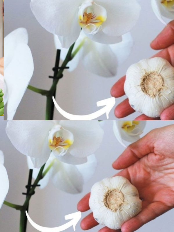 Orchids, fertilizer for free: it has never been so lush