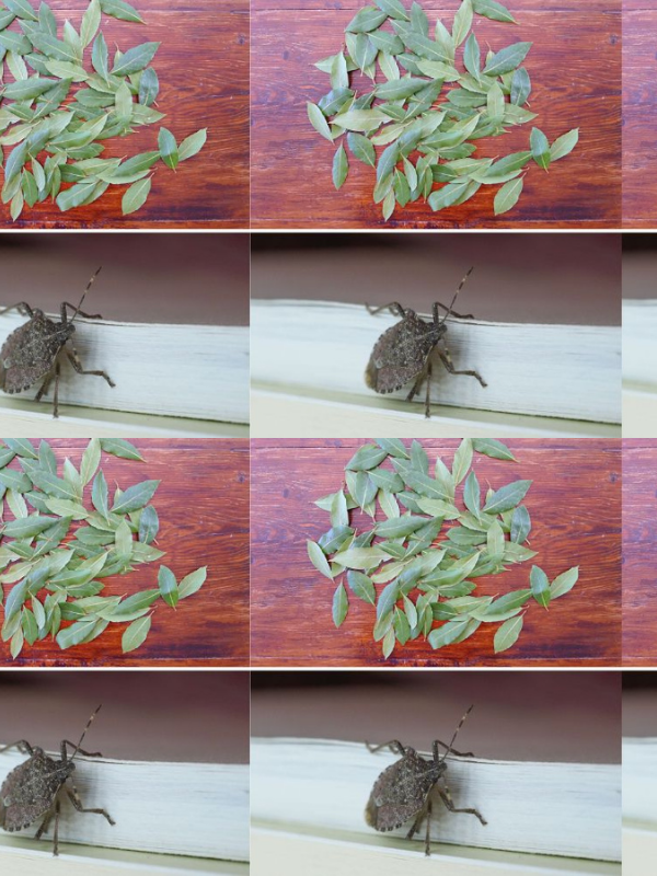Get rid of smelly bugs with this wonder herb