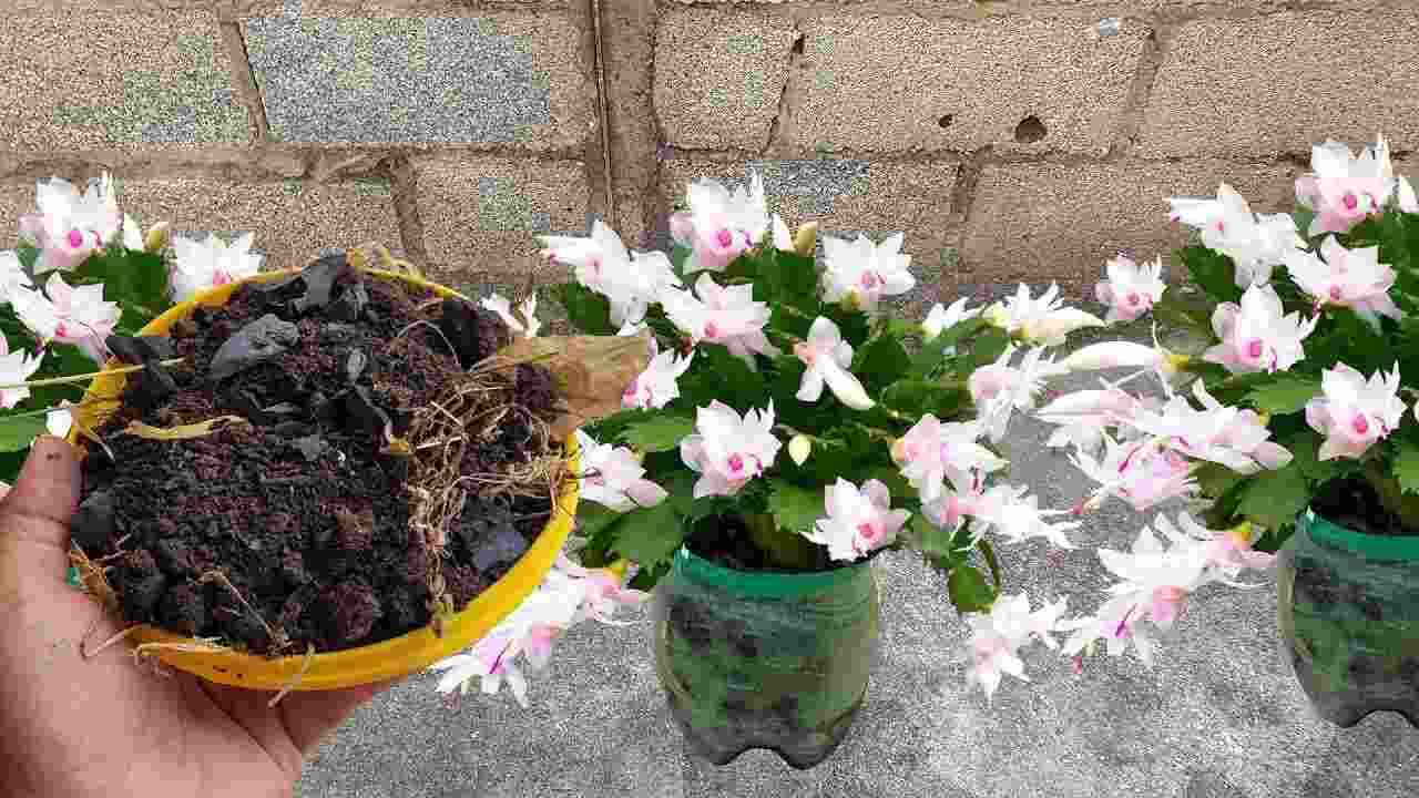 NATURAL FERTILIZER FOR PLANTS AT NO COST: HEALTHY AND BEAUTIFUL FOR WHOLE YEARS