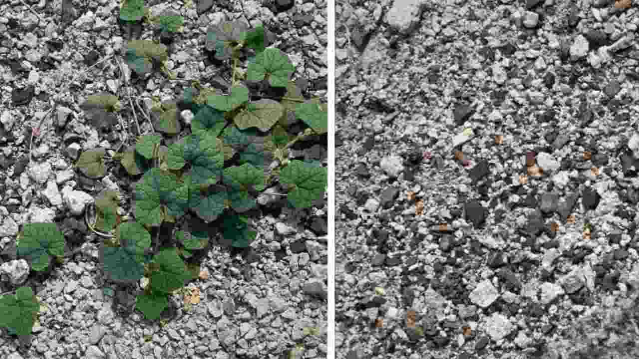 THE FOOLPROOF METHOD FOR REMOVING THOSE NASTY WEEDS GROWING IN GRAVEL